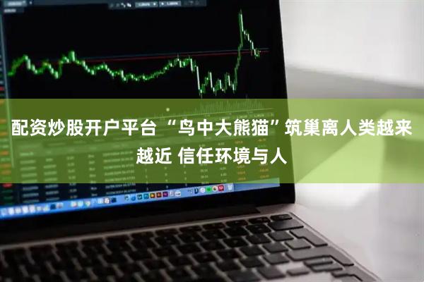 配资炒股开户平台 “鸟中大熊猫”筑巢离人类越来越近 信任环境与人